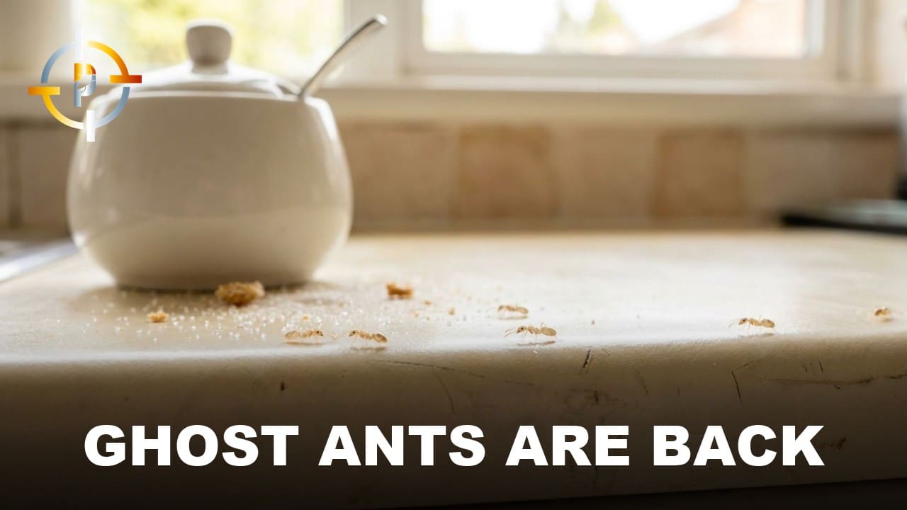 Why Ghost Ants Take Over Florida Kitchens Every Spring