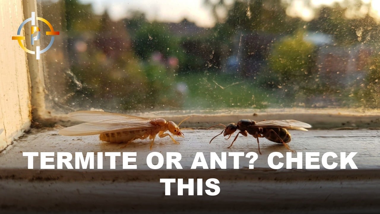Flying Termites or Flying Ants? How to Actually Tell in Florida